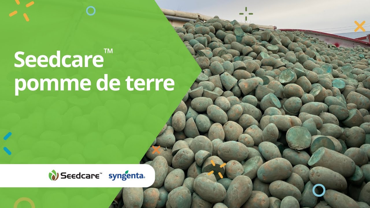 Seedcare™ pomme de terre