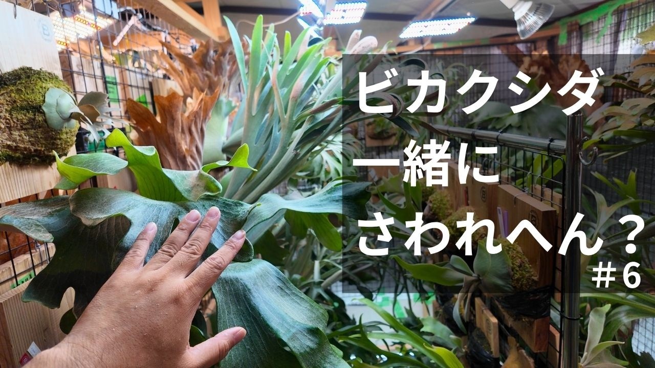 【ビカクシダの動画】一緒にさわれへん？⑥園芸/コウモリラン/珍奇植物/観葉植物