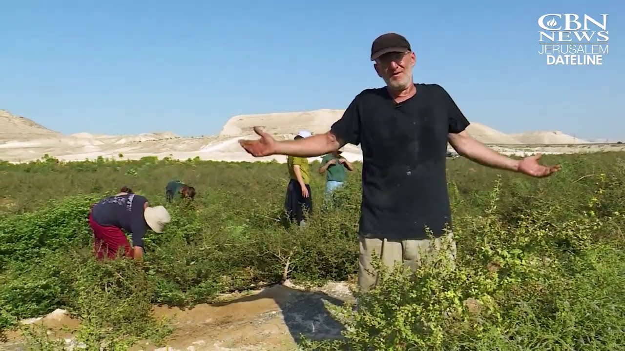 Balm of Gilead | Innovation Israel