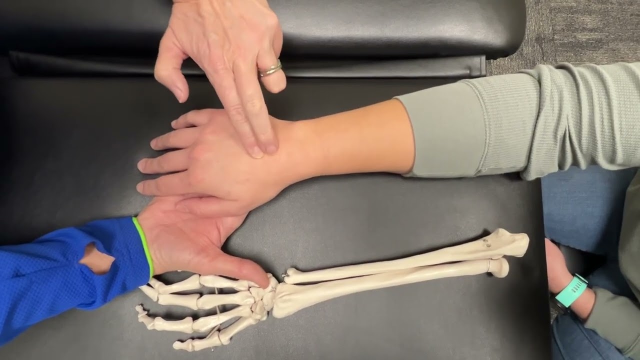 Surface anatomy hand