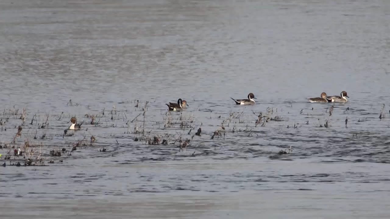 Pijlstaart/ Northern Pintail