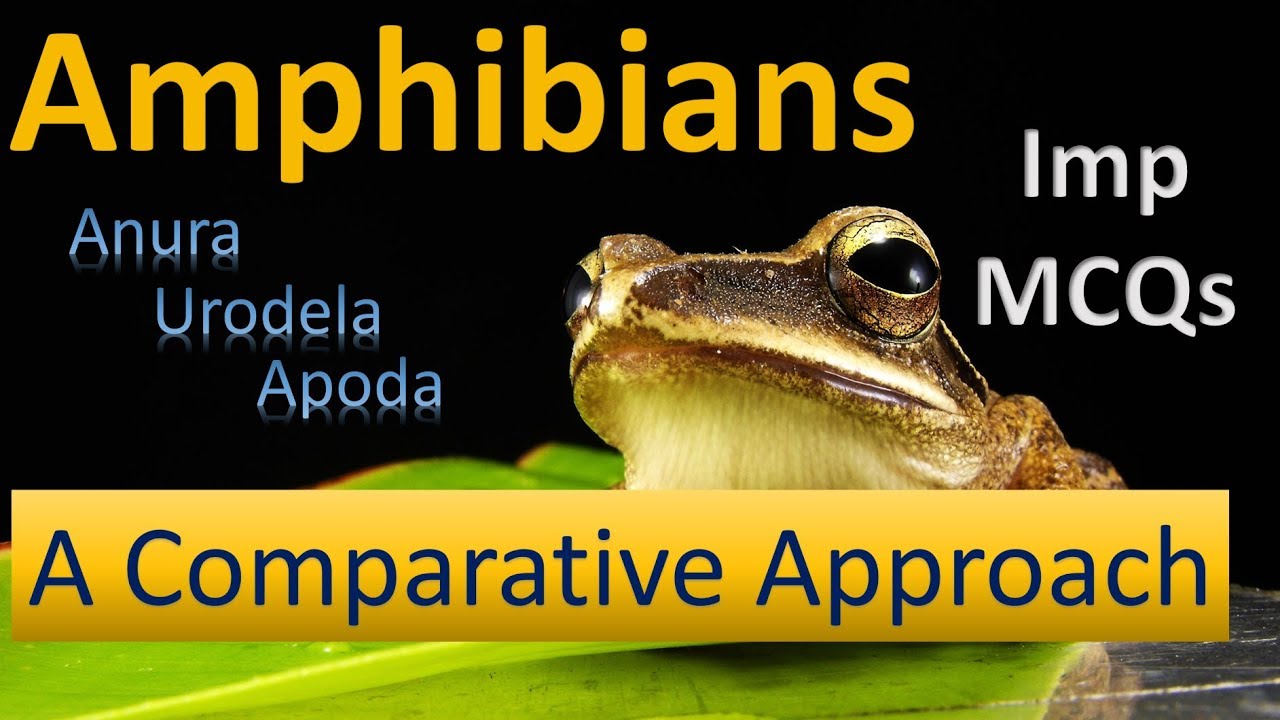 Amphibians | Features Comparison | Anura, Urodela, Apoda |Important  MCQs | PPSC Biology