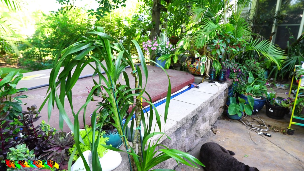 EPIC MONSTER SIZED ORCHID! // Grammatophyllum Wallisii // Tropical Plant Party