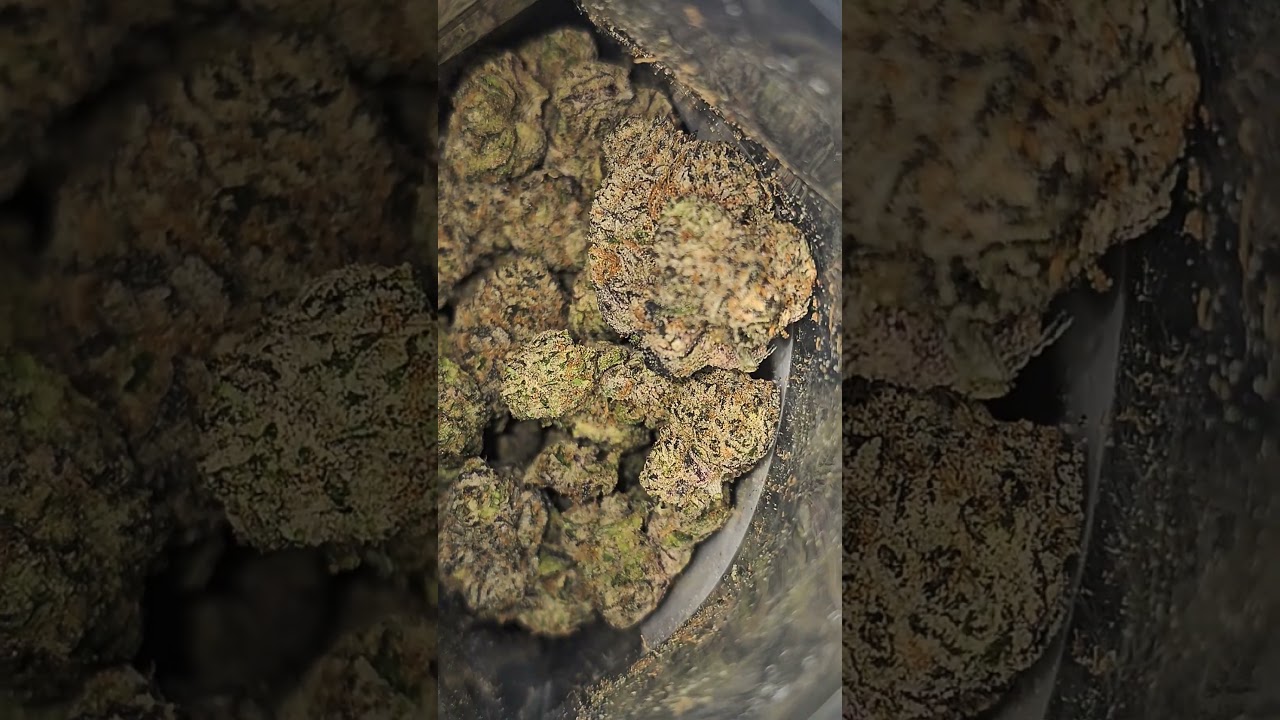 Sugar Paint strain from Rare Harvest #thcareview #indoor #premium