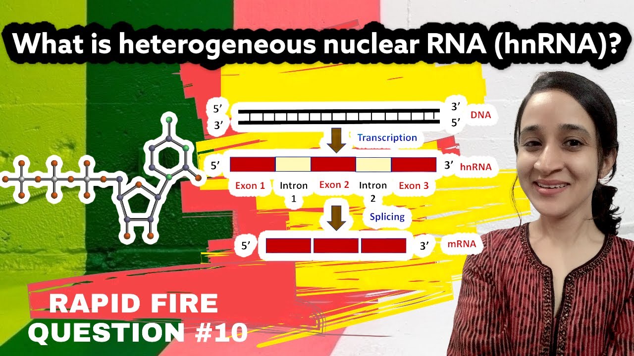 What is heterogenous nuclear RNA (hnRNA) ? Rapid-fire Q.10