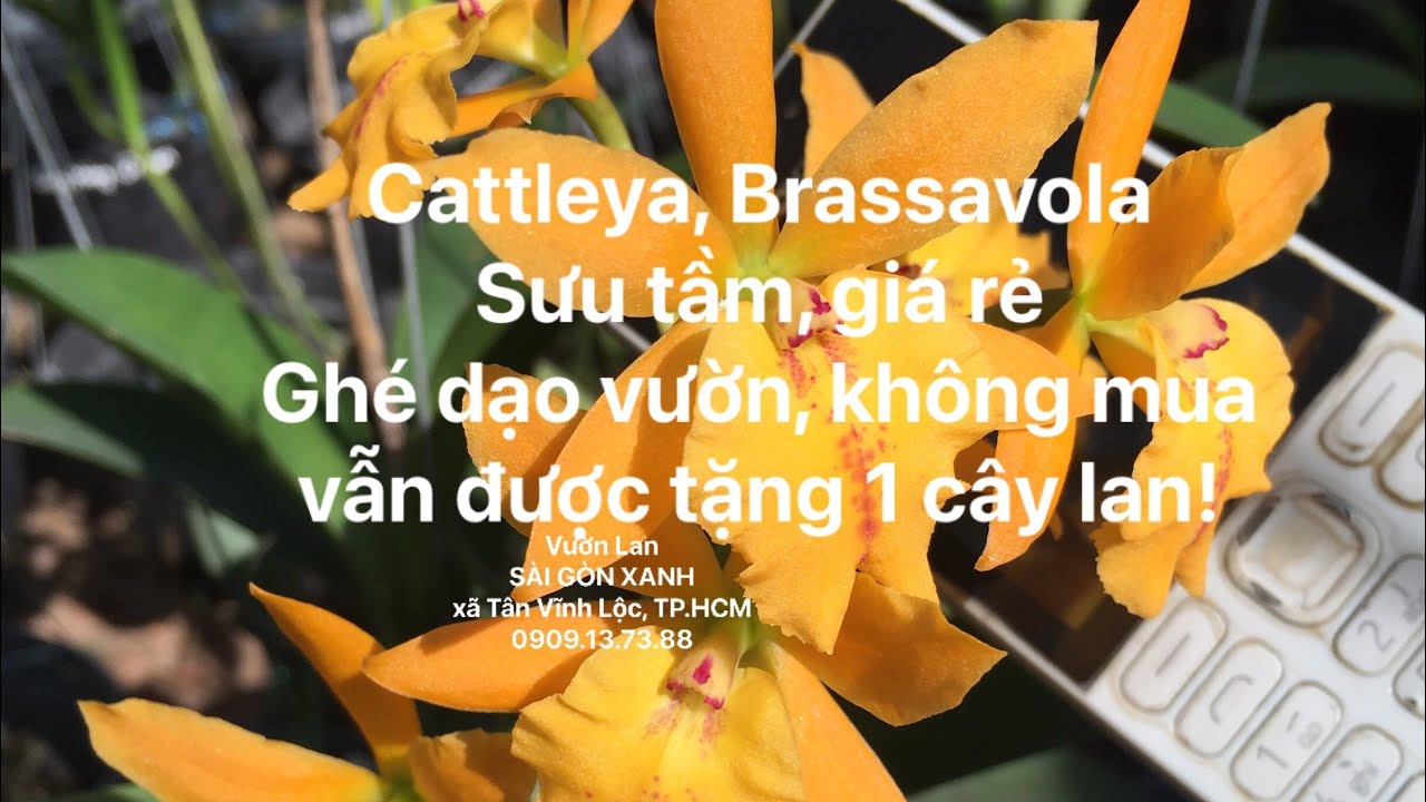 🇻🇳 Clip số 34: 19/02/2026 -Hoa lan Cattleya, Brassavola sưu tầm -Giá rẻ -Ghé dạo vườn được tặng lan!