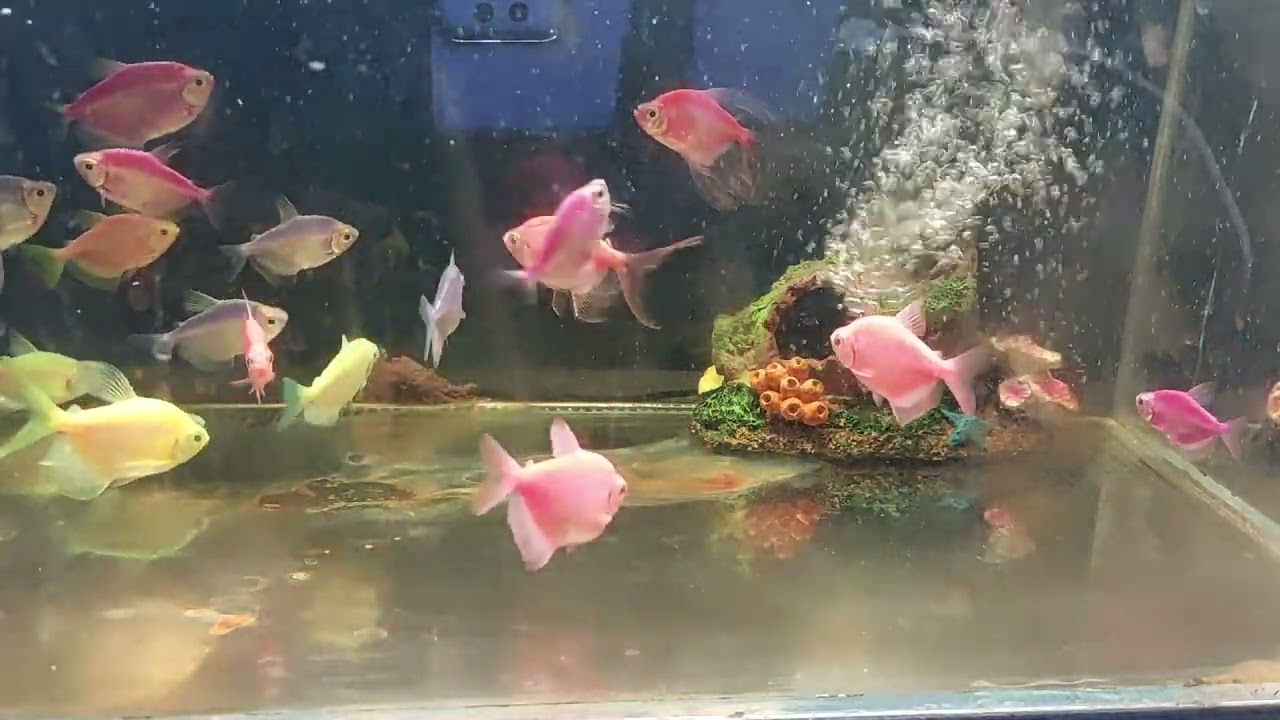 Relaxing Aquarium Fish Tank Sounds no music