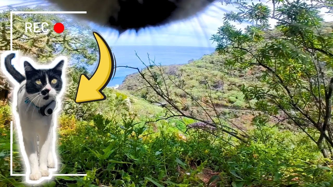 Cats With Camera: Negrito Starting Beef With a DOG (Beautiful Ocean Views)