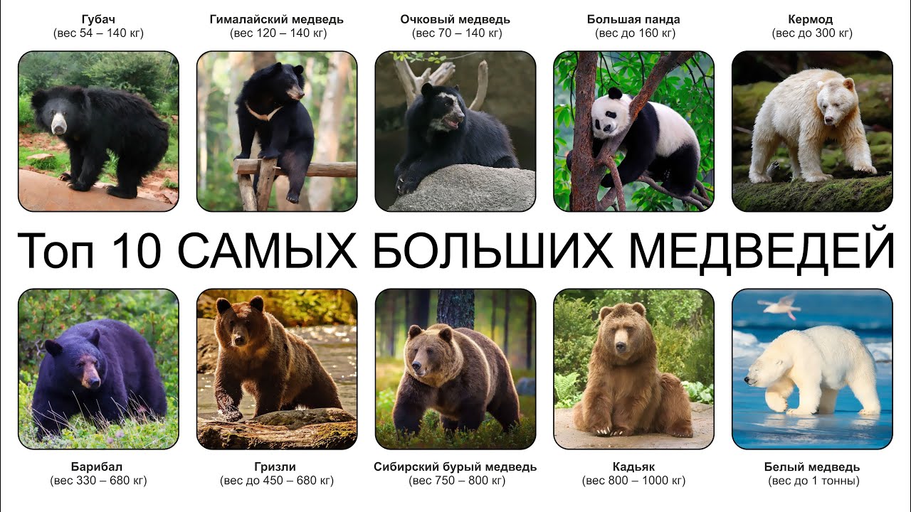 Топ 10 САМЫХ БОЛЬШИХ МЕДВЕДЕЙ