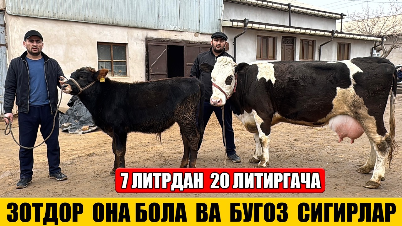 ЗОТДОР ОНА БОЛА ВА БУГОЗ СИГИРЛАР МИРЗОБЕК 14-02-2026