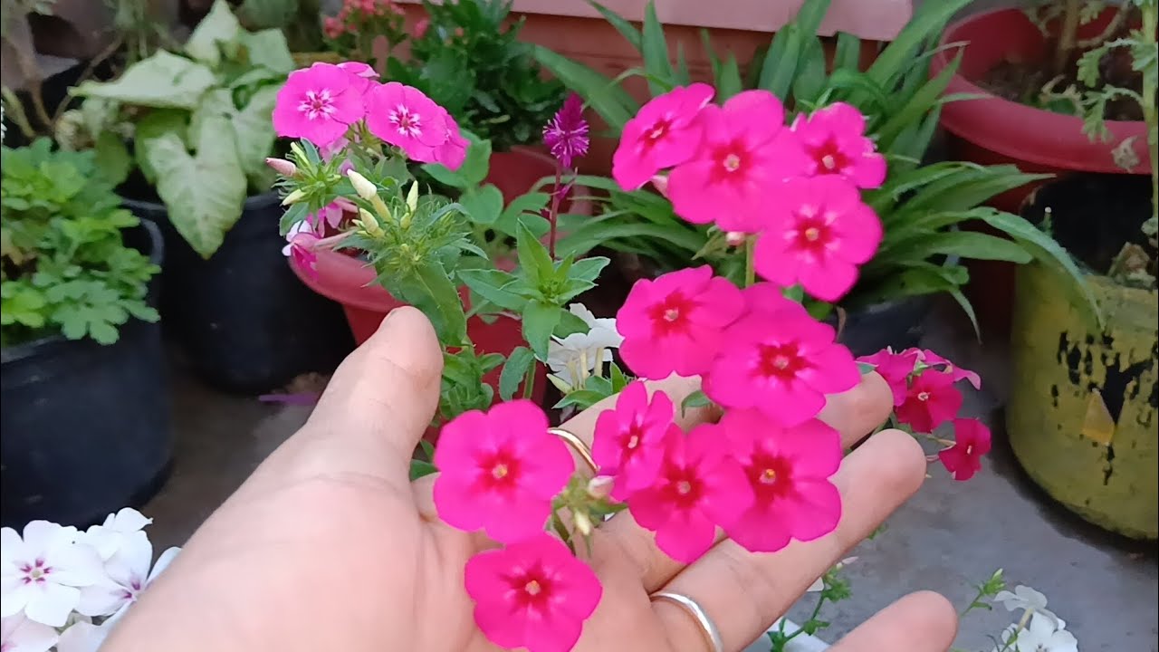 Meesho last winter flower seeds review! #seed