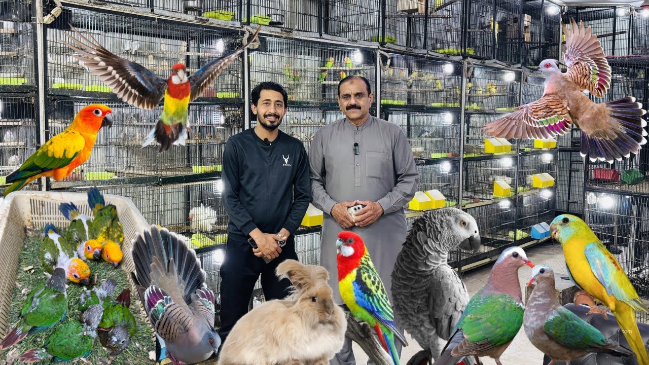 Multan Birds Market 05 March 2026 latest update | Birds Paradise Multan | Mustaq Ahmed |