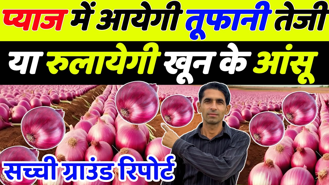 प्याज के भाव कब तक बढ़ेंगे | Pyaj ka bhav | Pyaj ka bhav indore mandi | Onion rate | Pyaj bhav 