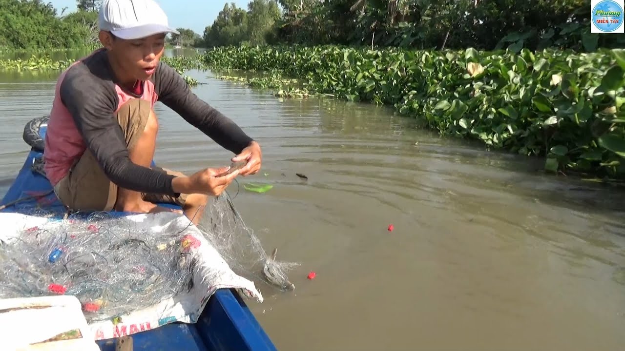 172 | Giăng lưới ba màn bắt cá trong lục bình | Fishing