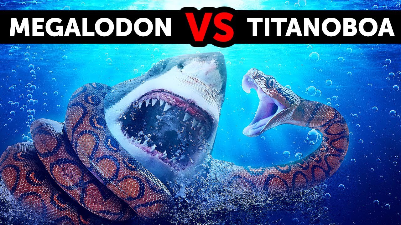 Apa yang Terjadi Jika Megalodon Berhadapan Dengan Ular Terbesar