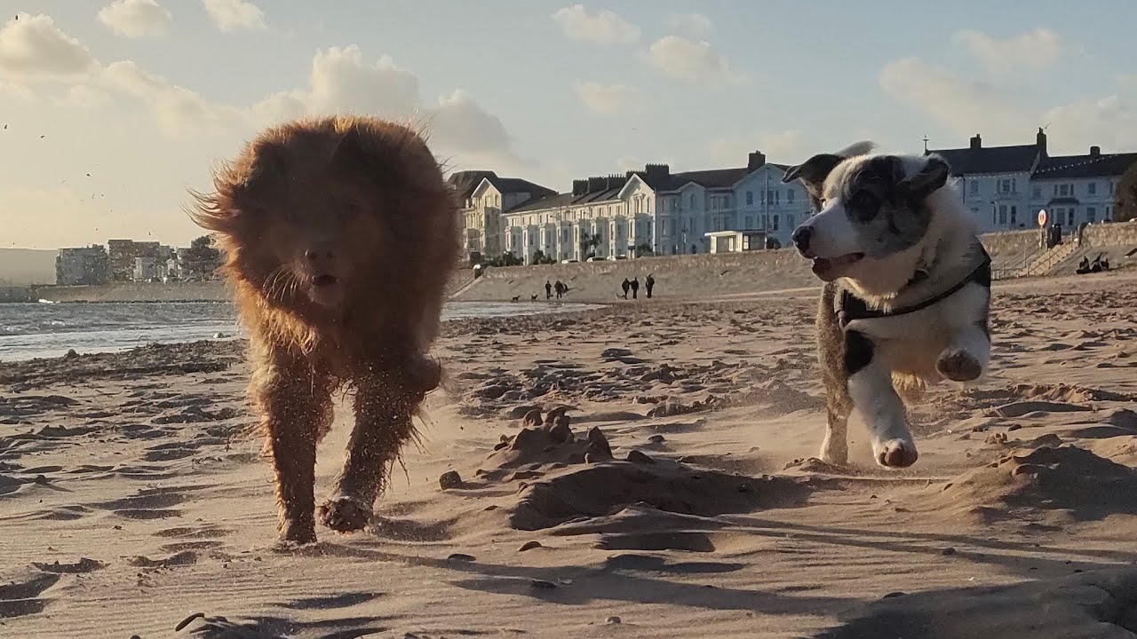 Live from the beach, with Oti adventure toller and little legs Merlin!