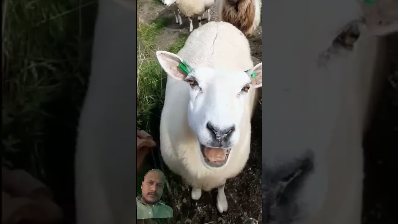 #goat #animals #sheep #funny #cute #funnyanimals #mittoo #mitto #animal #funnypets