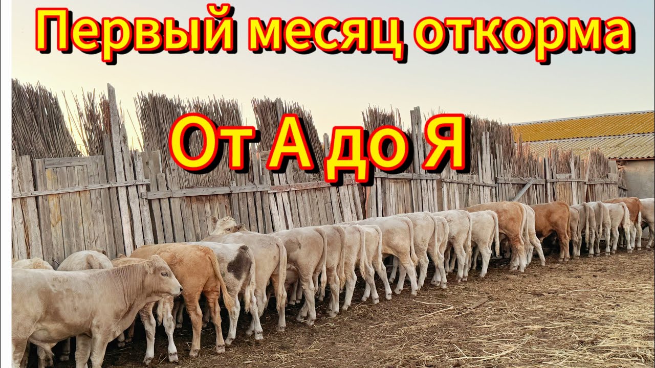 Первый месяц откорма , важно!