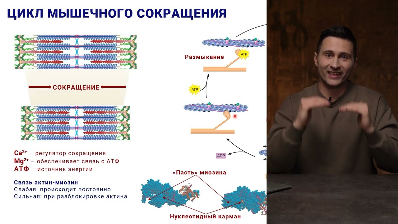 10.  Рабочий цикл актин-миозин, сокращение мышц