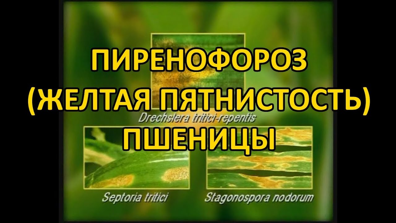 Пиренофороз,  желтая пятнистость пшеницы Drechslera tritici repentis