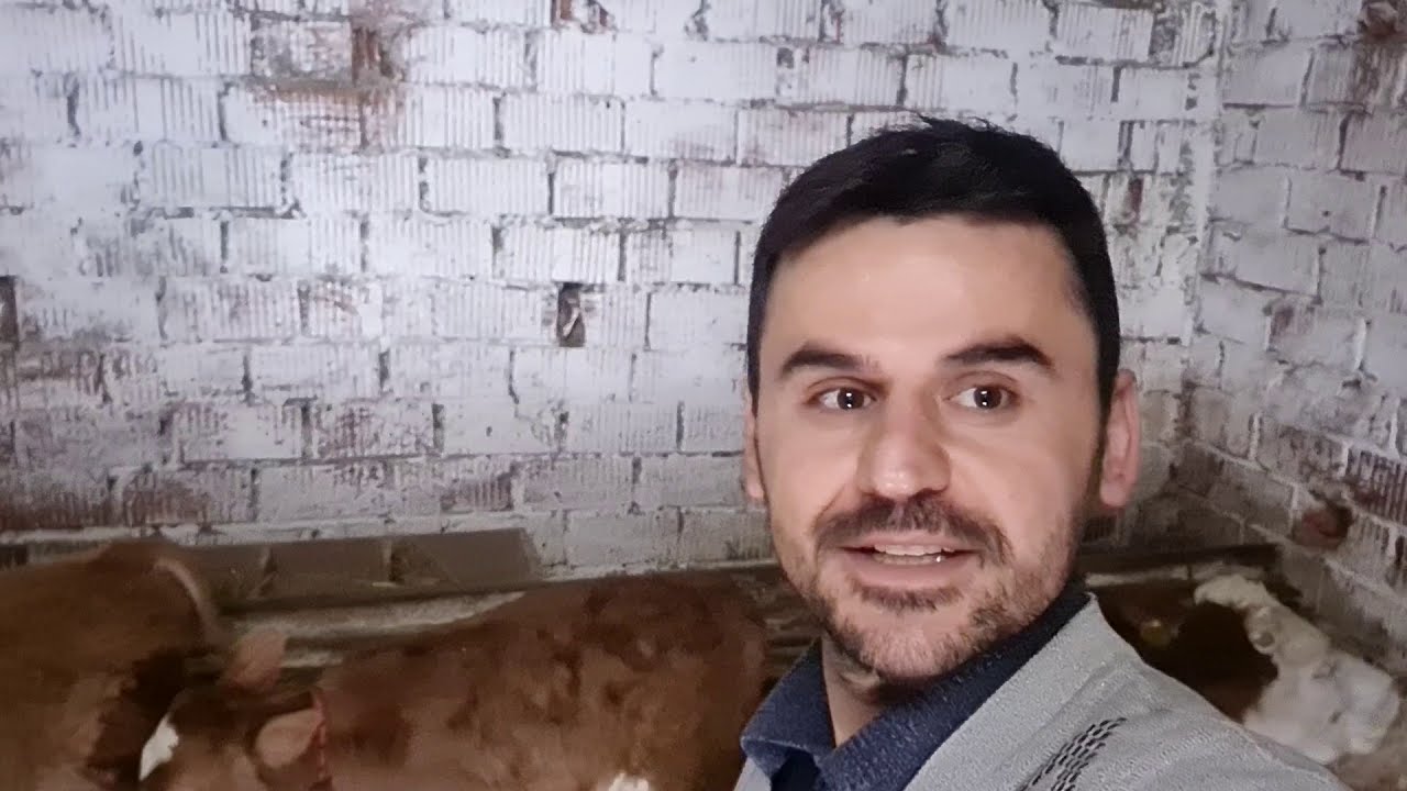 Çaycuma Nebioğlu Mucumoğlu köyü.  İkiz buzağı, Tavuk kümesi, Traktörle slaj nakli.