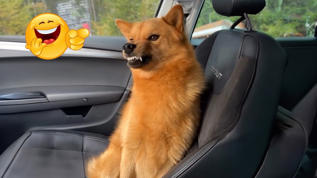 97% Funnier Than Other Dog & Cat Videos
