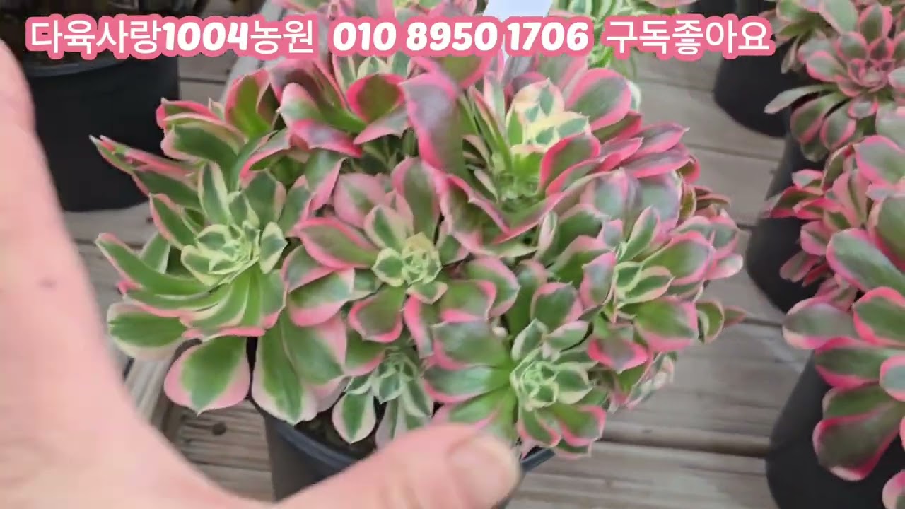 농장의다녀왔어요  멋진 에오니옴과 국민이군생입고특가세일합니다함깨해주셔요