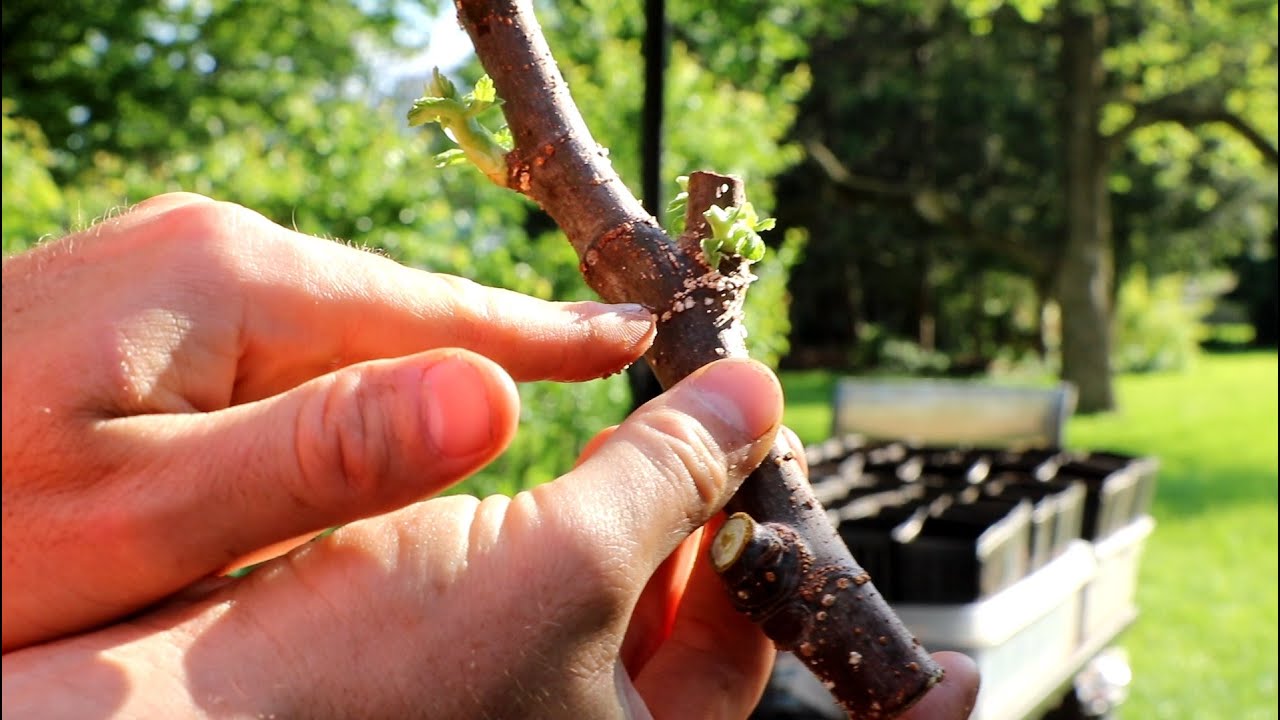 Pre-Rooting Fig Tree Cuttings | Pleased w/ the Results