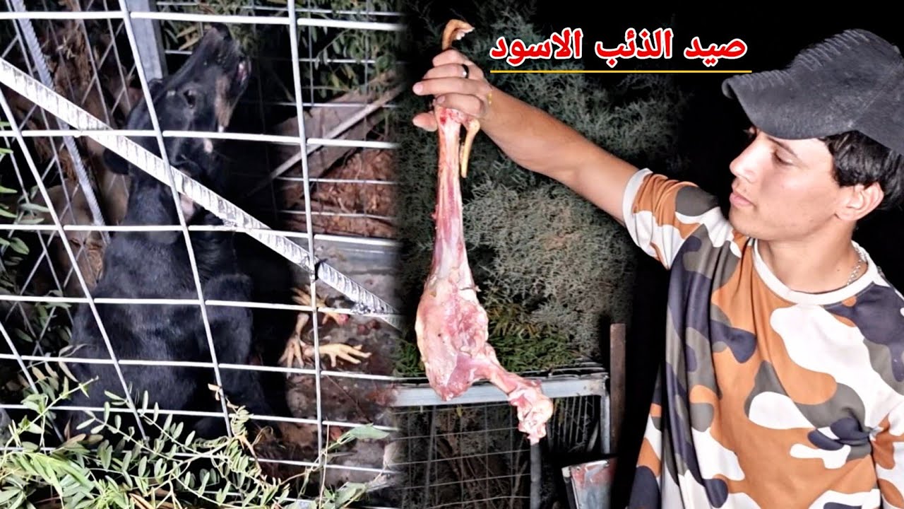 تخيم يوم كامل في بساتين ديالى لصيد الذئاب