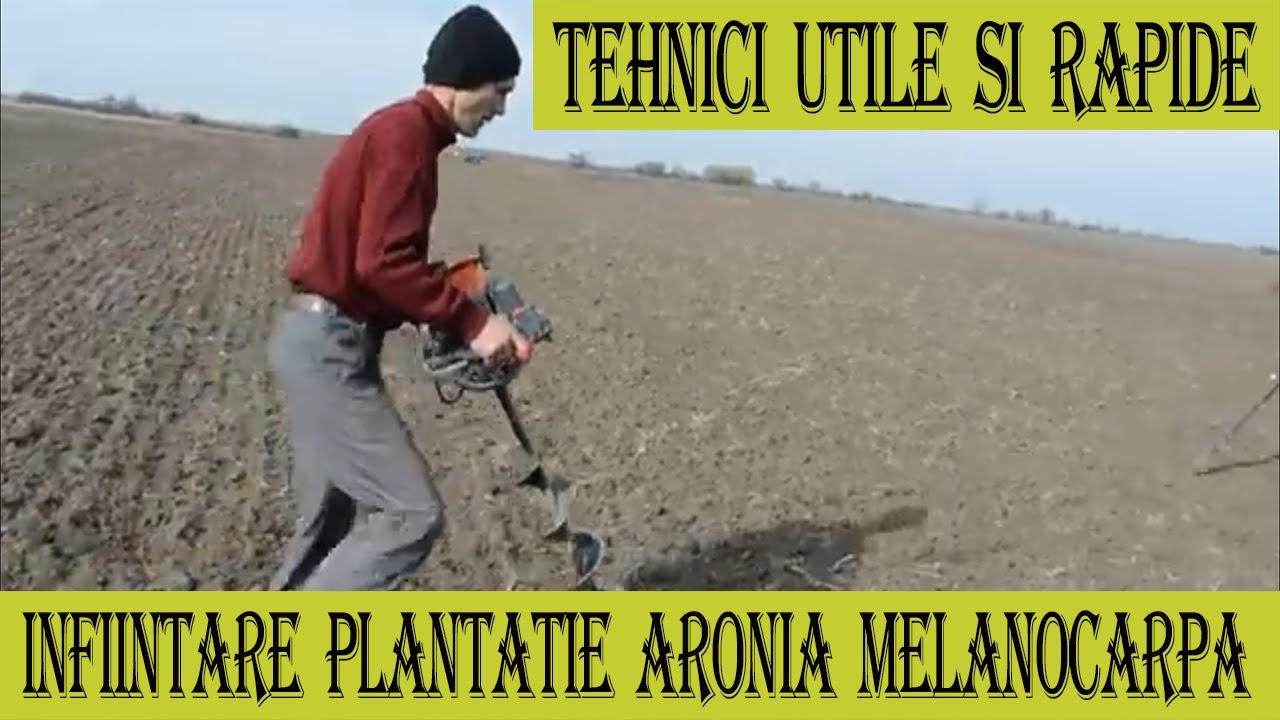 Самый быстрый способ создания плантации Aronia melanocarpa Nero в экологической системе.