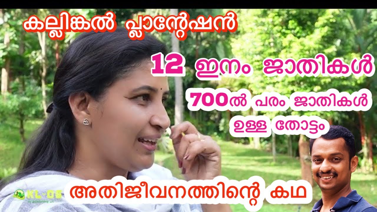 kallingal nursery #Kallingal plantation #Kallingal farm #karshkasree #swapana kallingal #kaliingal
