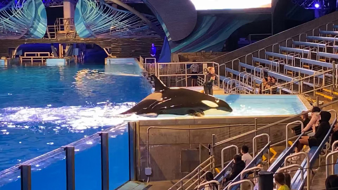 Orca Encounter Sea World San Antonio 2/22/2020