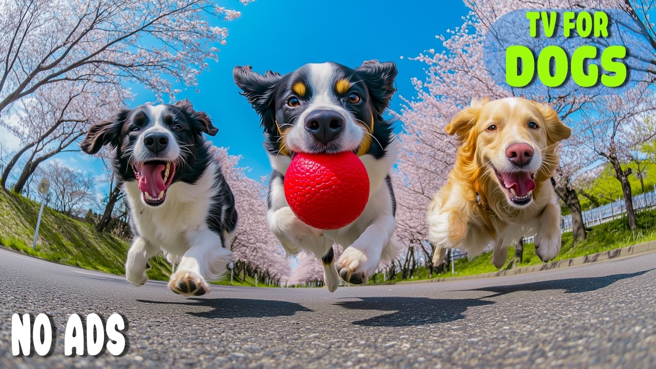 12 HOURS of Dog TV for Dogs to Watch 🐶 Calm Entertainment for Home Alone Dogs & Anti-Anxiety Relief