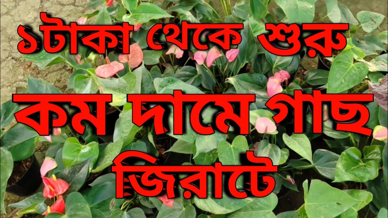 Jirat nursary visit।কম দামে সুন্দর গাছ।travel vlog।খুব সস্তার নার্সারি।Nursery te Gach Kena। #jirat 