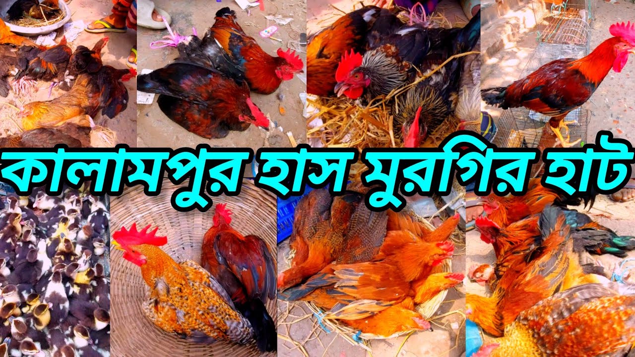 কালামপুর হাঁস মুরগির হাট। গেরস্থদের পালিত দেশি হাঁস মুরগির দাম কত। kalampur hat duck hen price