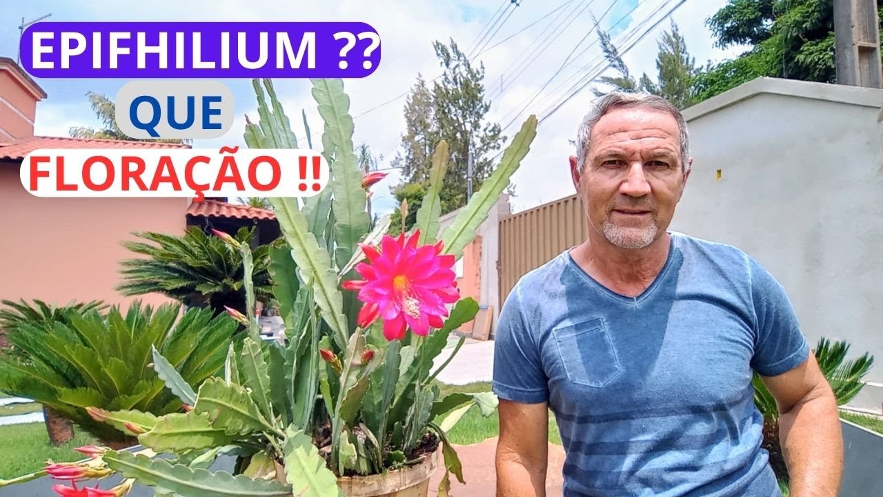 O SEGREDO DA BELEZA DO CACTO ORQUÍDEA EPIPHYLLUM (EPIFHILIUM )FLORIDO FINALMENTE REVELADO. SÓ AQUI !