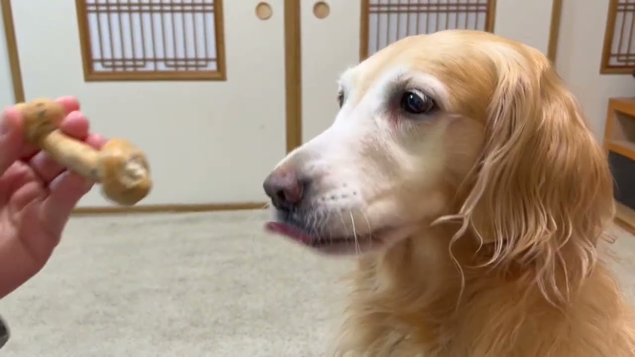 愛犬ルルにお土産です（わんこパン）