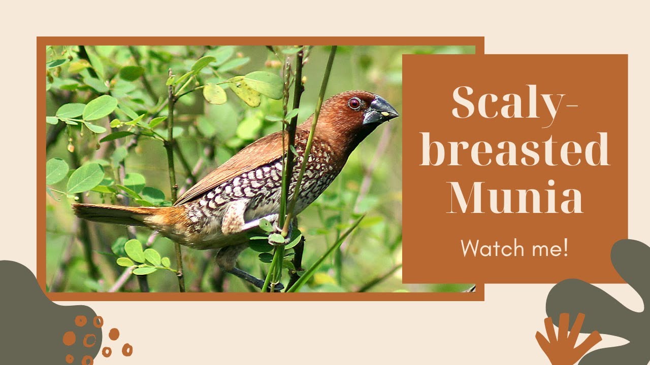 Scaly-breasted Munia facts 🦜 Spotted Munia 🦜 Nutmeg Mannikin 🦜 Spice Finch 🦜