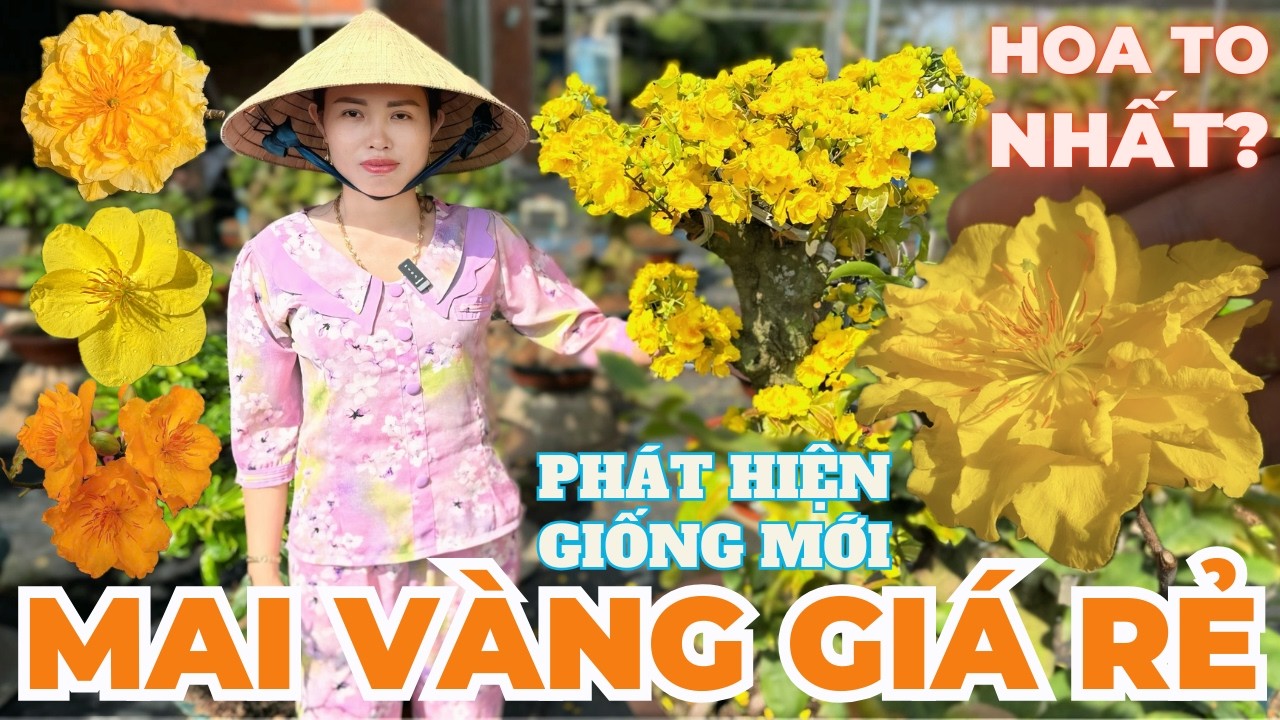 02-03 CHỊ CẨM Giao Lưu Mai Vàng Giá Rẻ, Giảo Cam Thiên Lộc, Gió Tây Ninh, Đọt Đỏ... • THÀNH TRỌNG LÊ