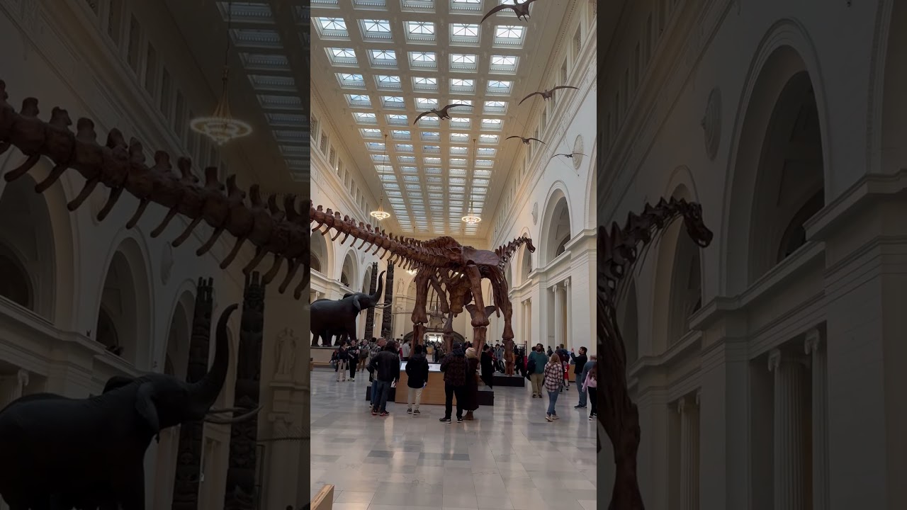 A Day at the Field Museum: Chicago&rsquo;s Historic Gem #Chicago #illinois #museum #everydaygems