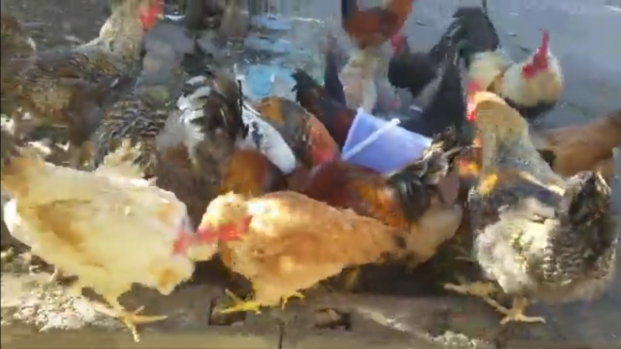 Mis pollos en su día a día . #animals #granjafeliz #pollos #gallina.🐓🐓 