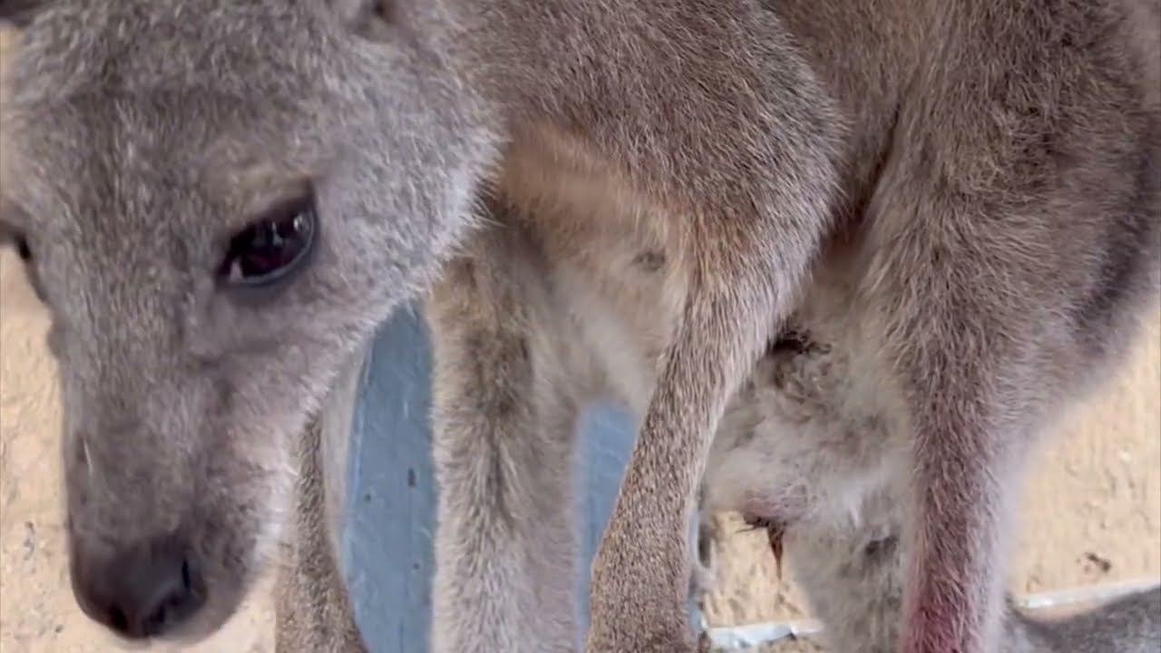 Indie has a BABY! (The birth of a baby Kangaroo)
