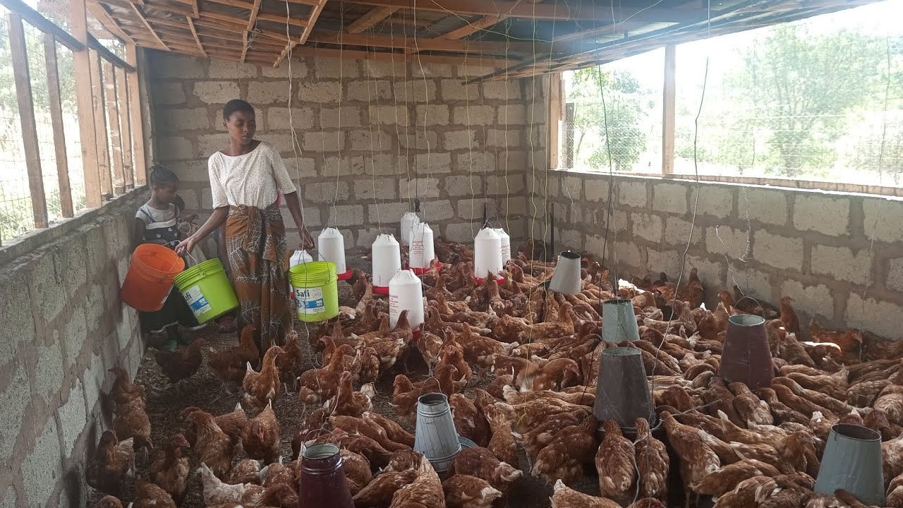 HII HAPA BAJETI YA KUFUGA KUKU WA MAYAI. TAJIRIKA KUPITIA KUKU.