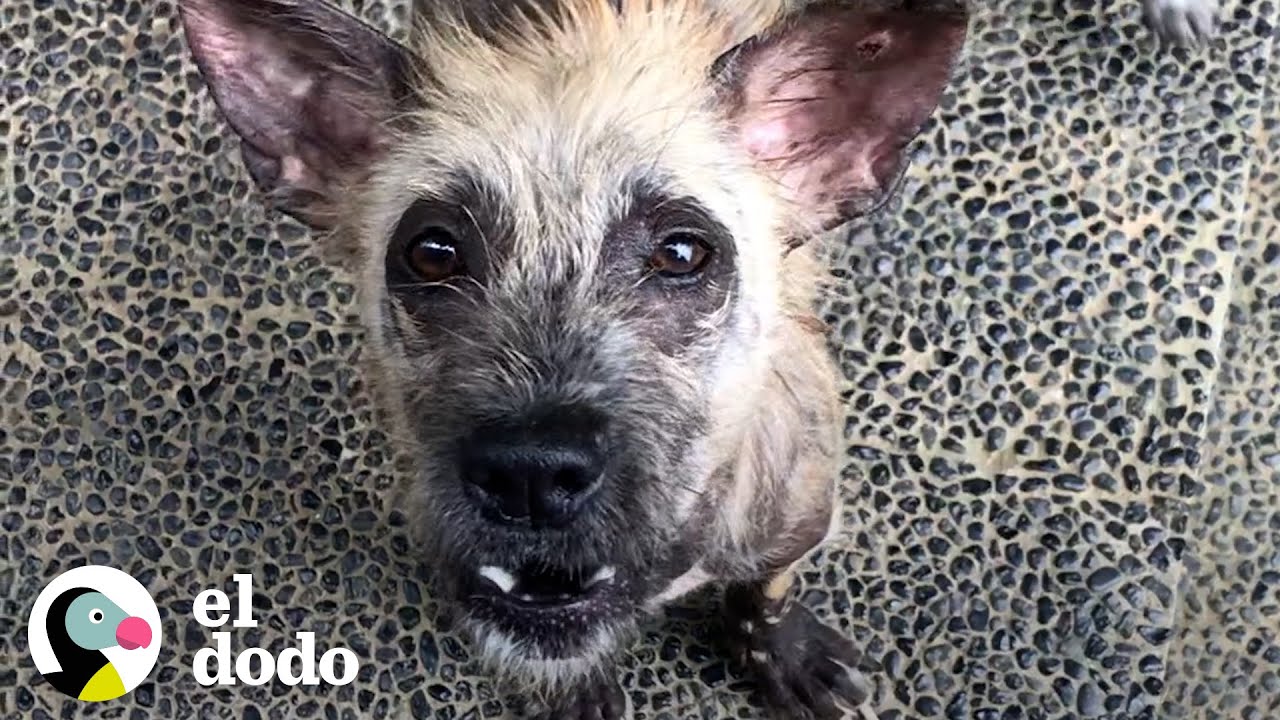 'Animal con aspecto de hiena' tiene ahora el pelaje más sedoso | El Dodo