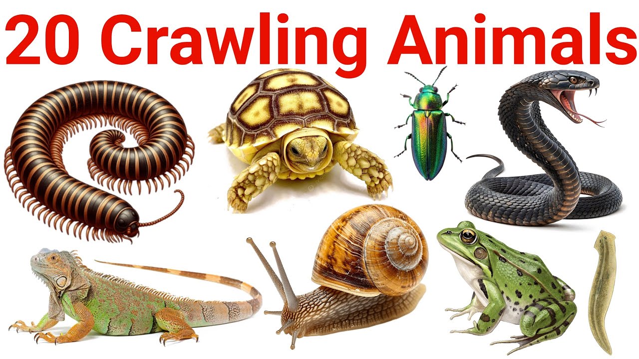 Crawling Animals Names in English for Kids | Learn Insects, Reptiles and Small Ground Animals