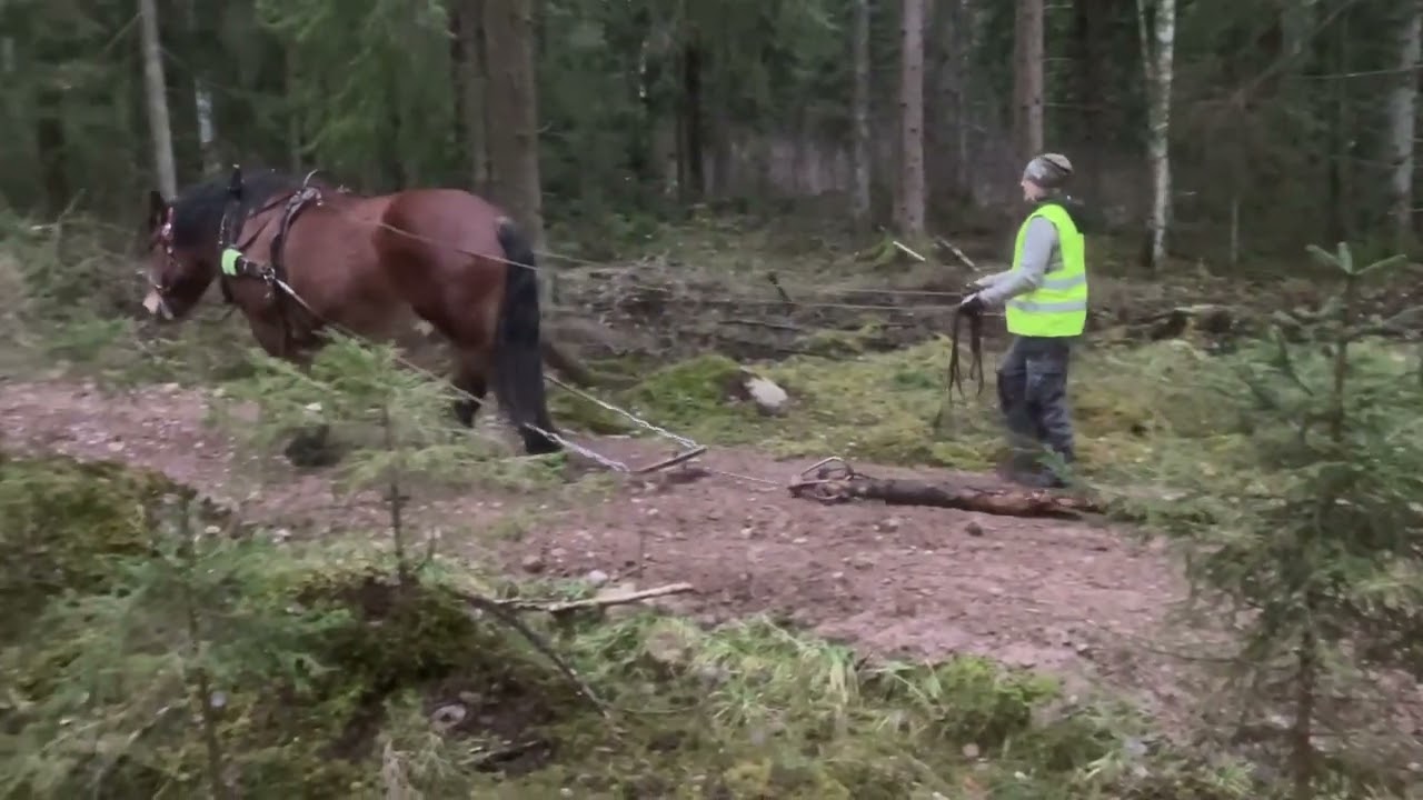 Rune's Forestry Work 2