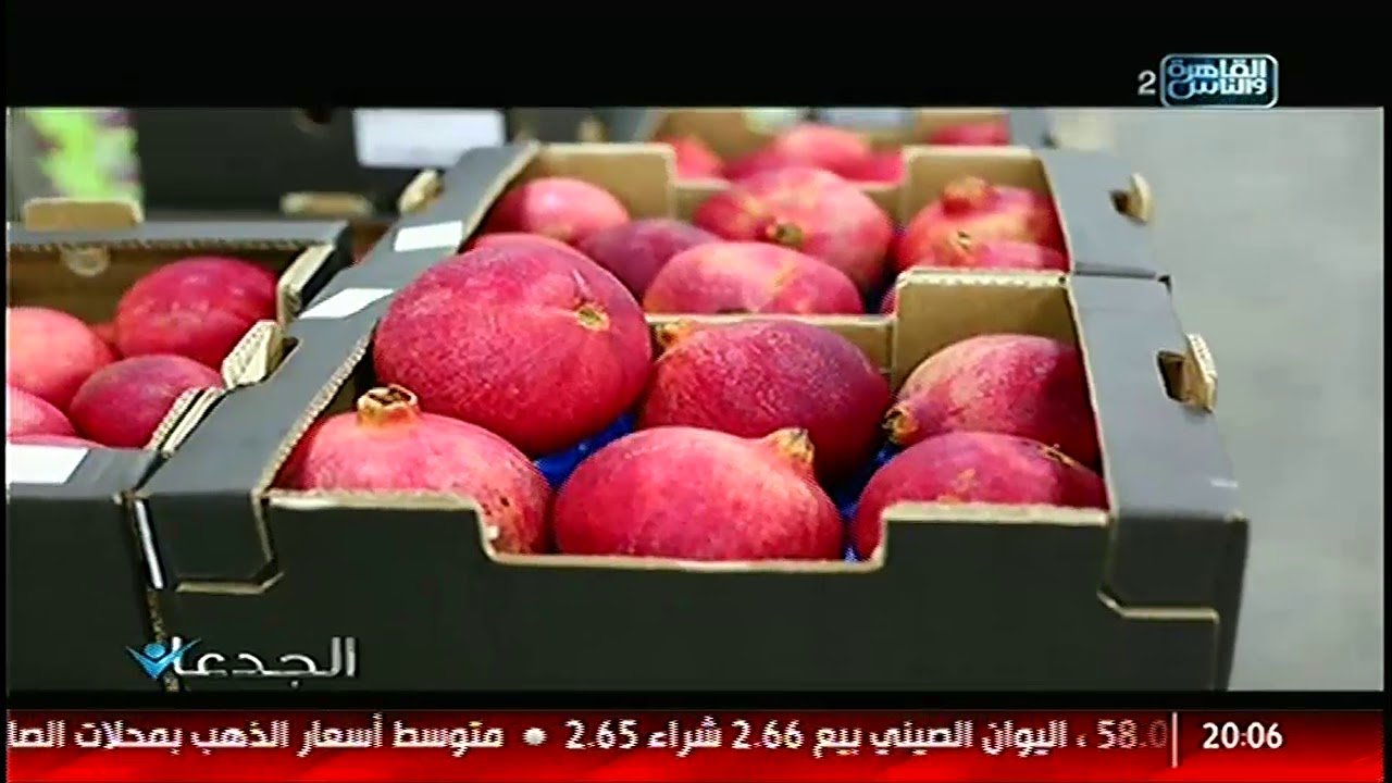الجدعان | لقاء مع م . محمد محي مدير محطة التصدير بالدقهلية عن زراعة الرومان والعنب