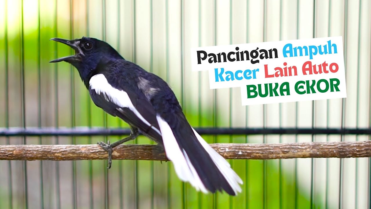 Pancingan Kacer Gacor Full Isian Cepat Buat Menaikan Emosi Kacer Lain Agar TArung Langsung Buka Ekor