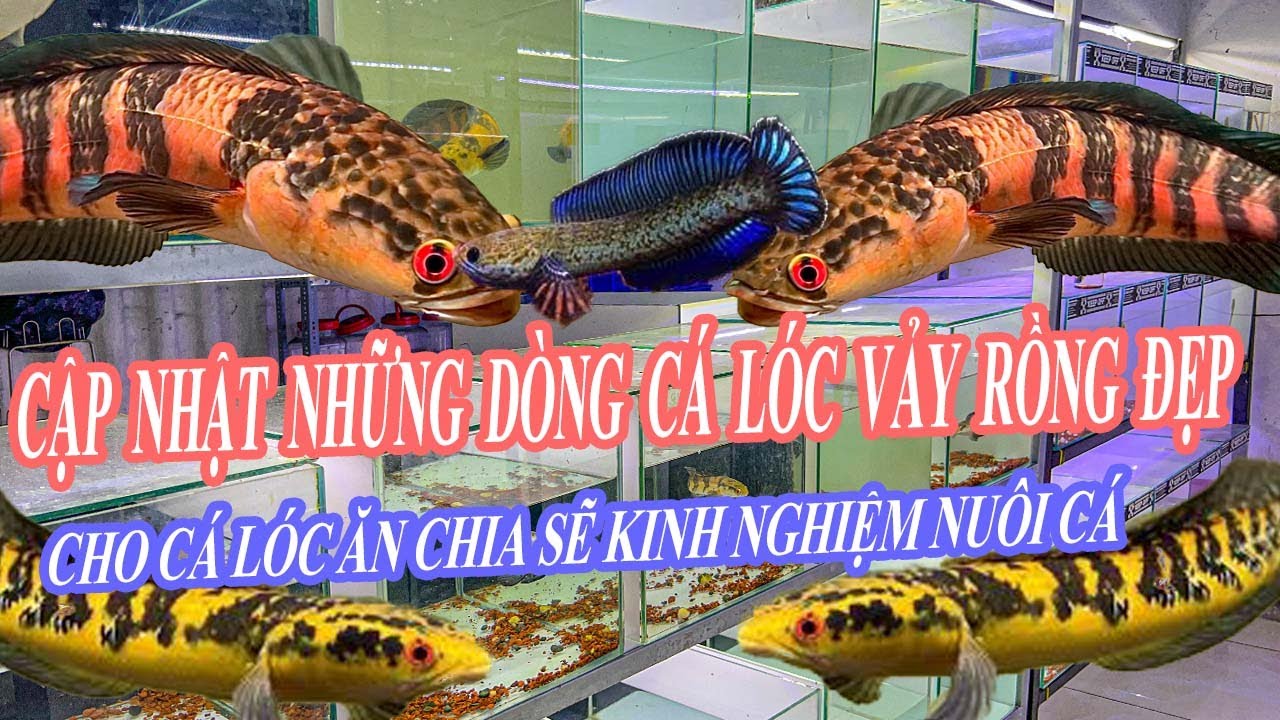 CẬP NHẬT NHỮNG DÒNG CÁ LÓC VẢY RỒNG ĐẸP - CHO CÁ LÓC ĂN CHIA SẼ KINH NGHIỆM NUÔI CÁ #chana