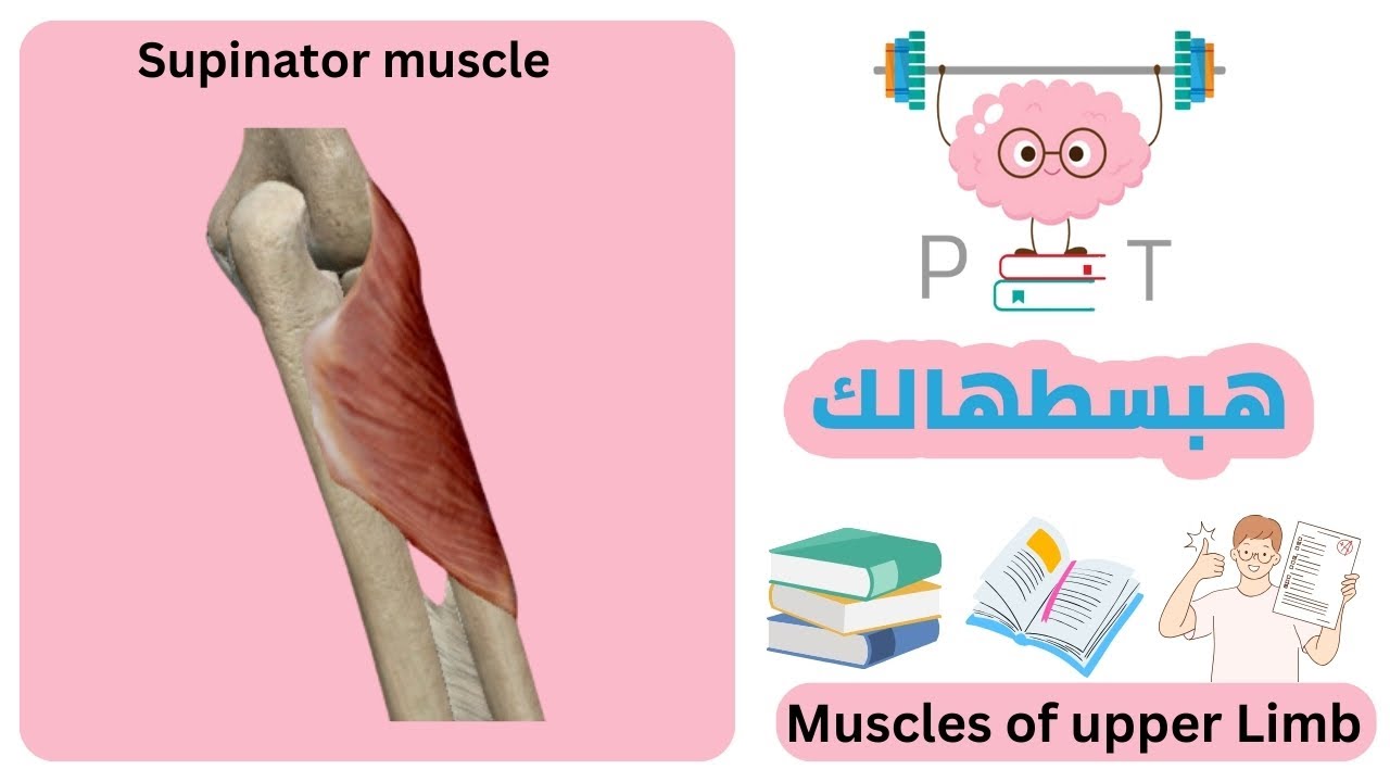 Supinator muscle #upper_limb_هبسطهالك